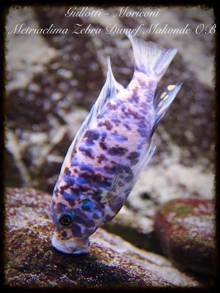 Maylandia zebra 'Makonde'